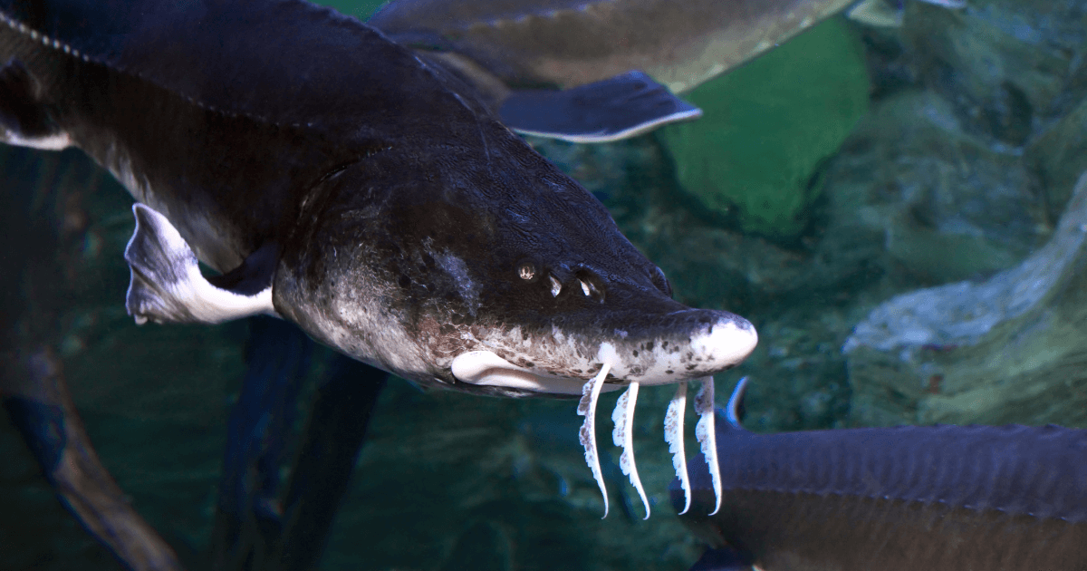 Beluga Sturgeon: The Journey from River to Table