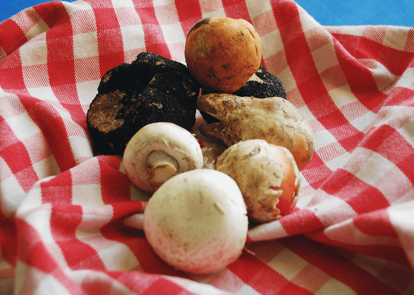 Is a Truffle a Mushroom? Unraveling the Mysteries of Truffle