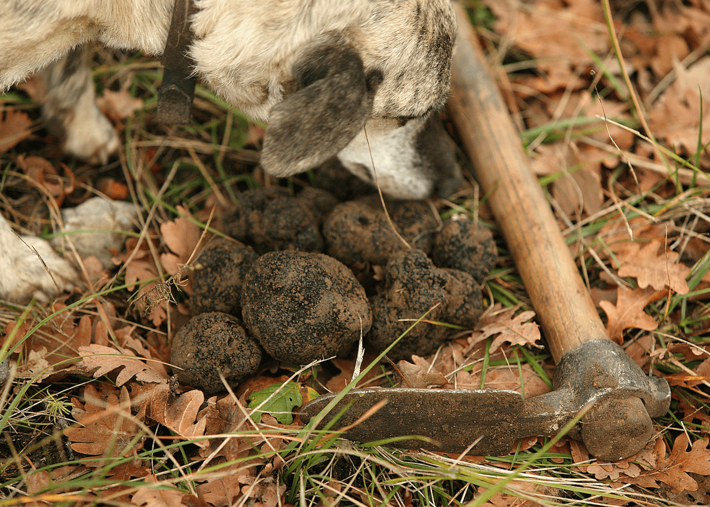 Truffle Hunting: The Art and Science Behind the Search