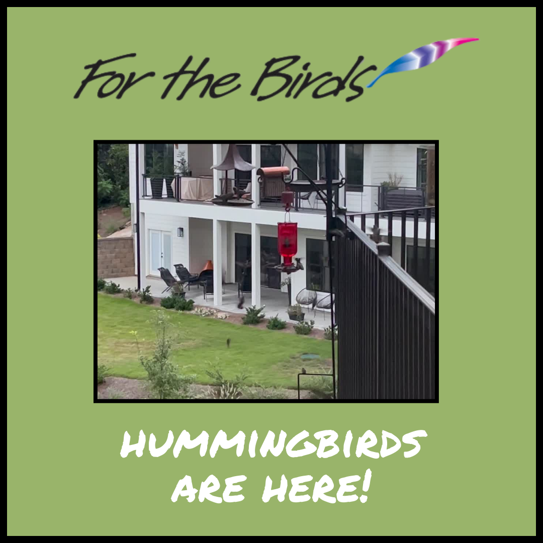 Best Bird Store Seneca | Hummingbirds Are Here!