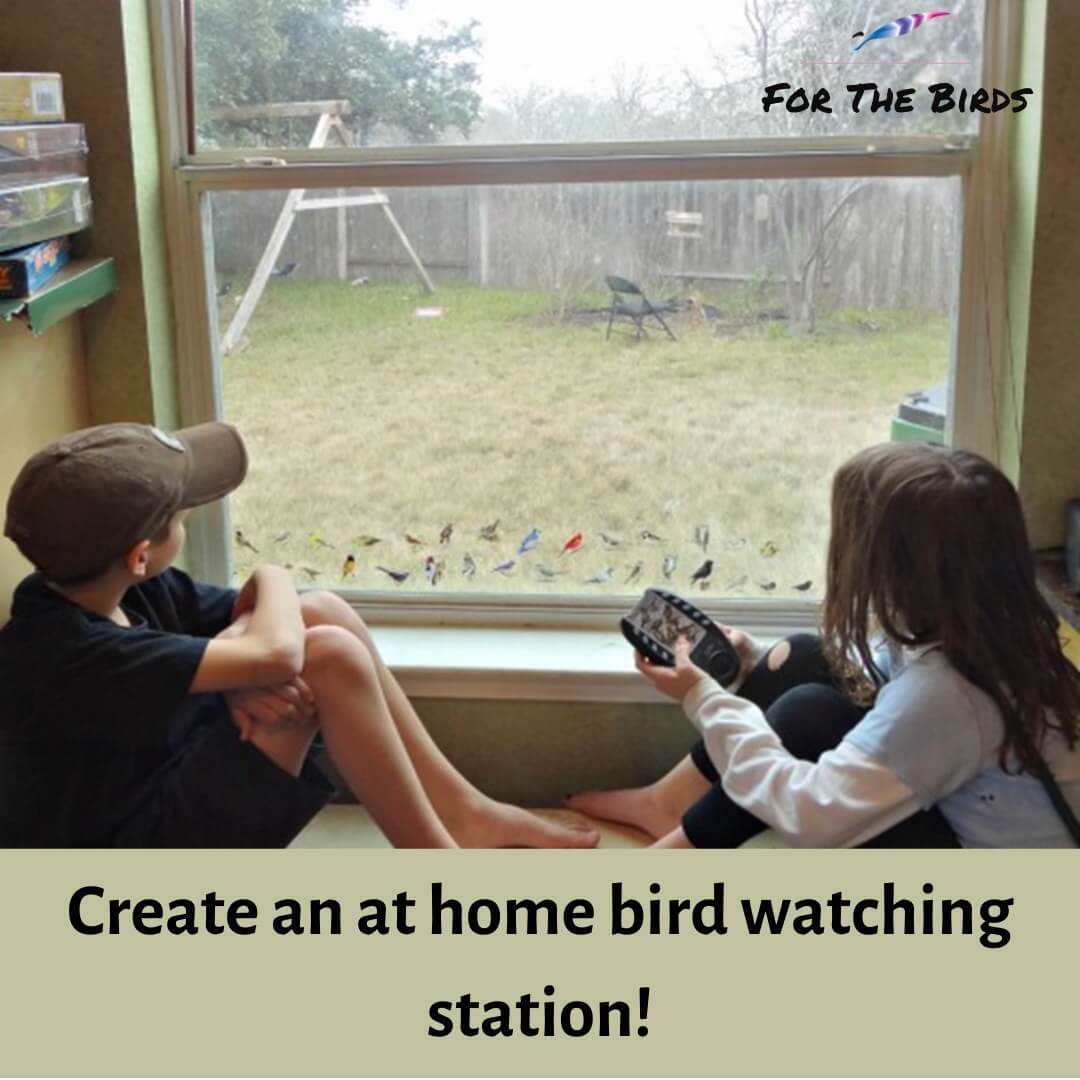 Best Bird Store Salem SC Bird Watching Station Creation Boosts Children's Brains