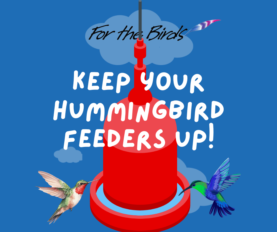 Hummingbird Feeders