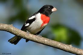 South Carolina Migratory Birds | Rose Breasted Grosbeak