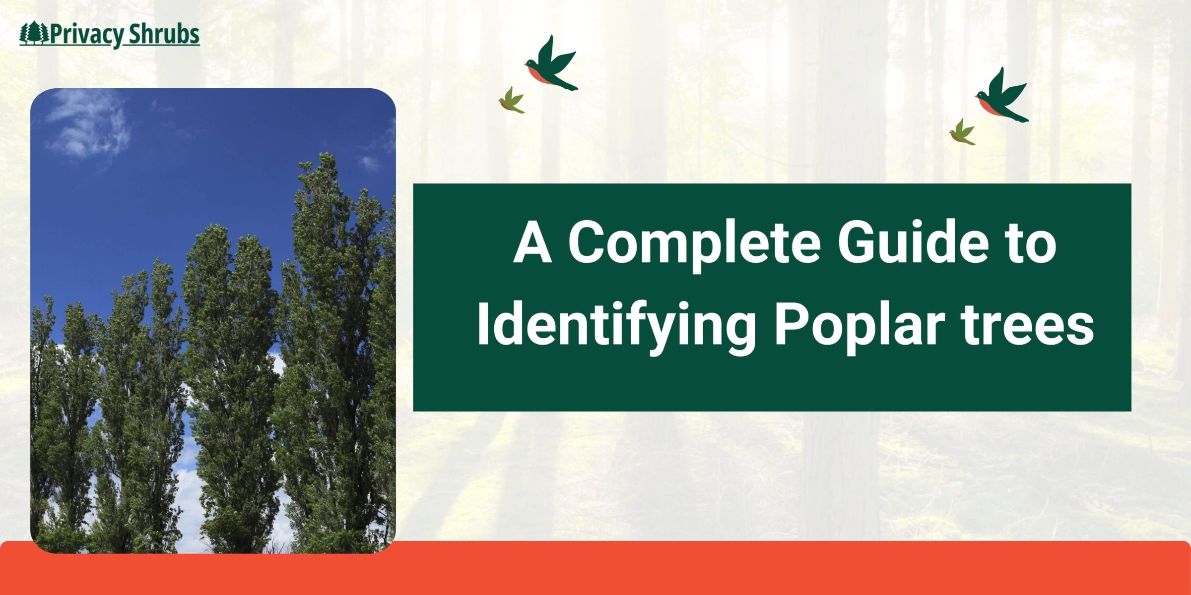 A Complete Guide to Identifying Poplar trees