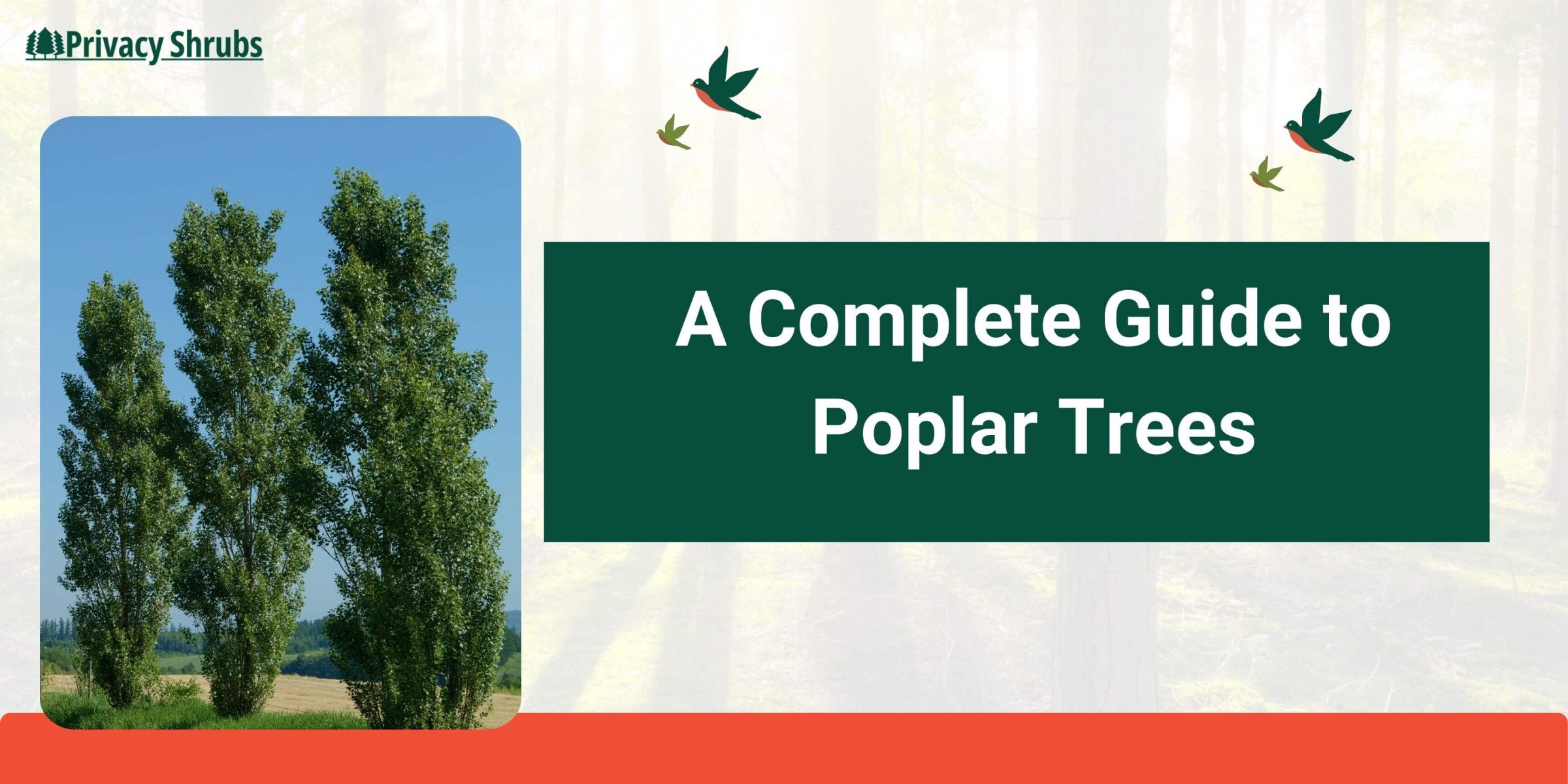 A Complete Guide to Poplar Trees: Care, Planting, Watering and Fertilizing