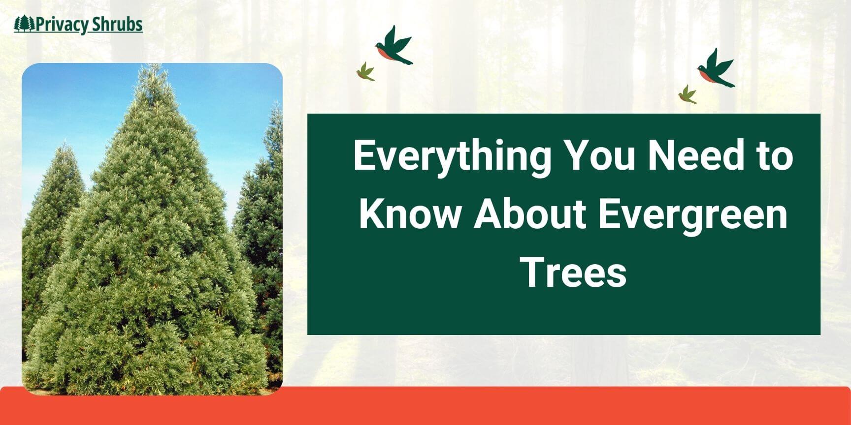 Everything You Need to Know About Evergreen Trees