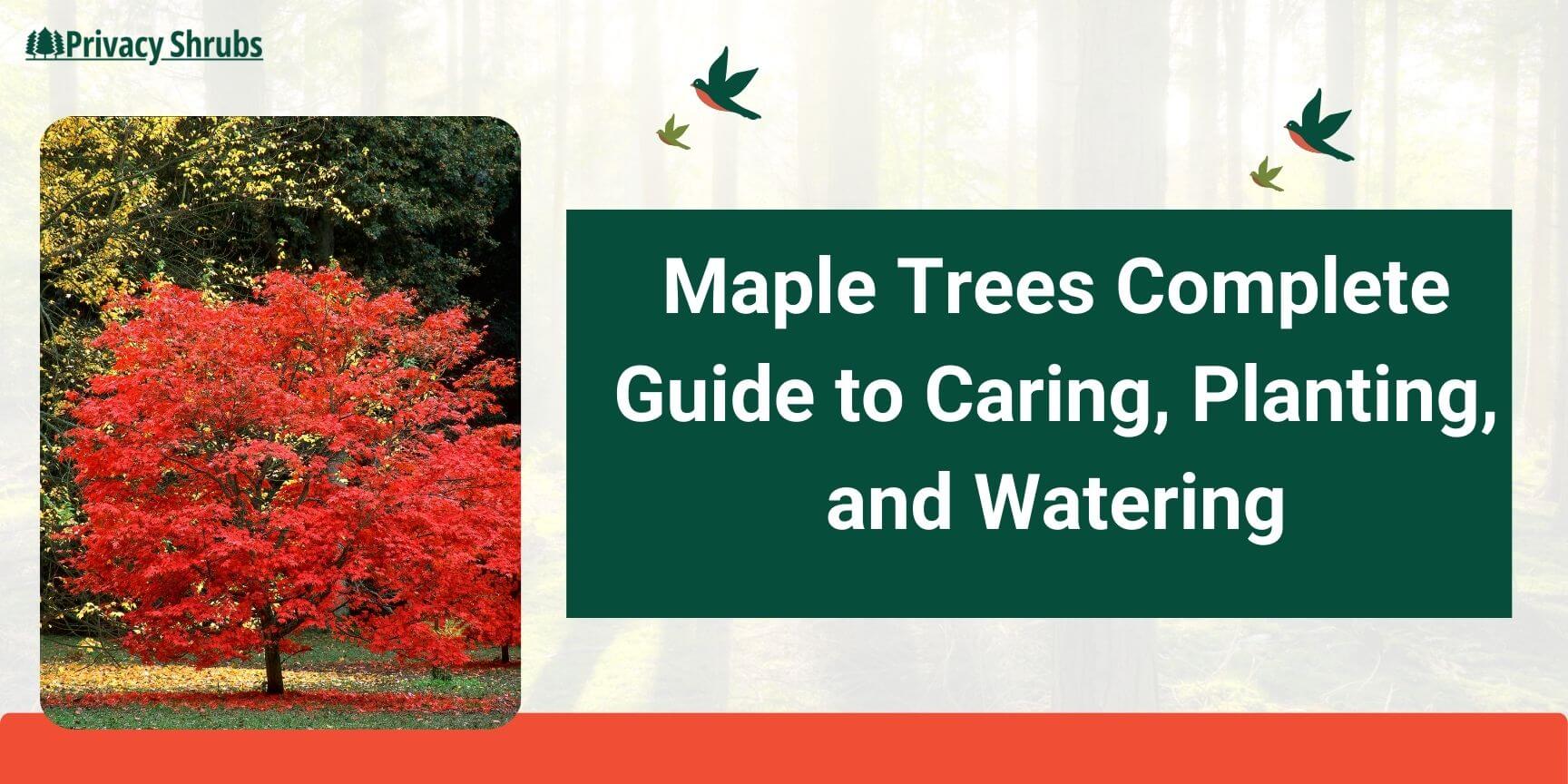 Maple Trees Complete Guide to Caring, Planting, and Watering