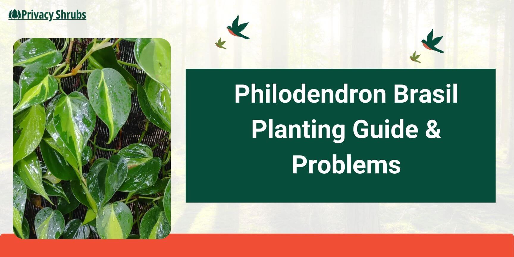 Philodendron Brasil Planting Guide & Problems