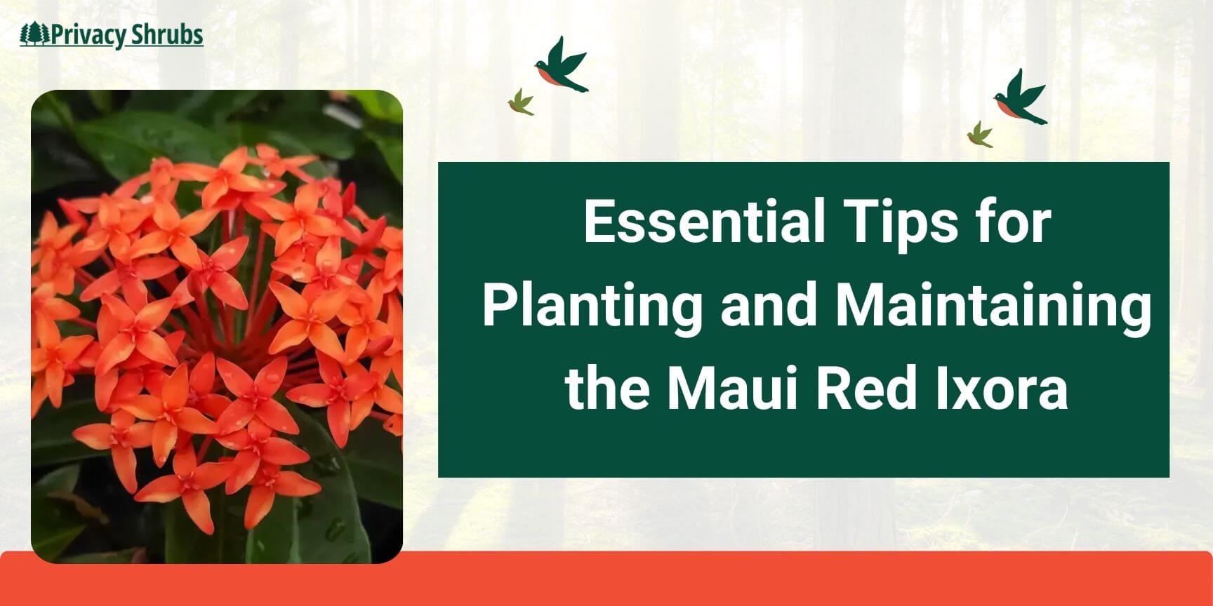 Essential Tips for Planting and Maintaining the Maui Red Ixora