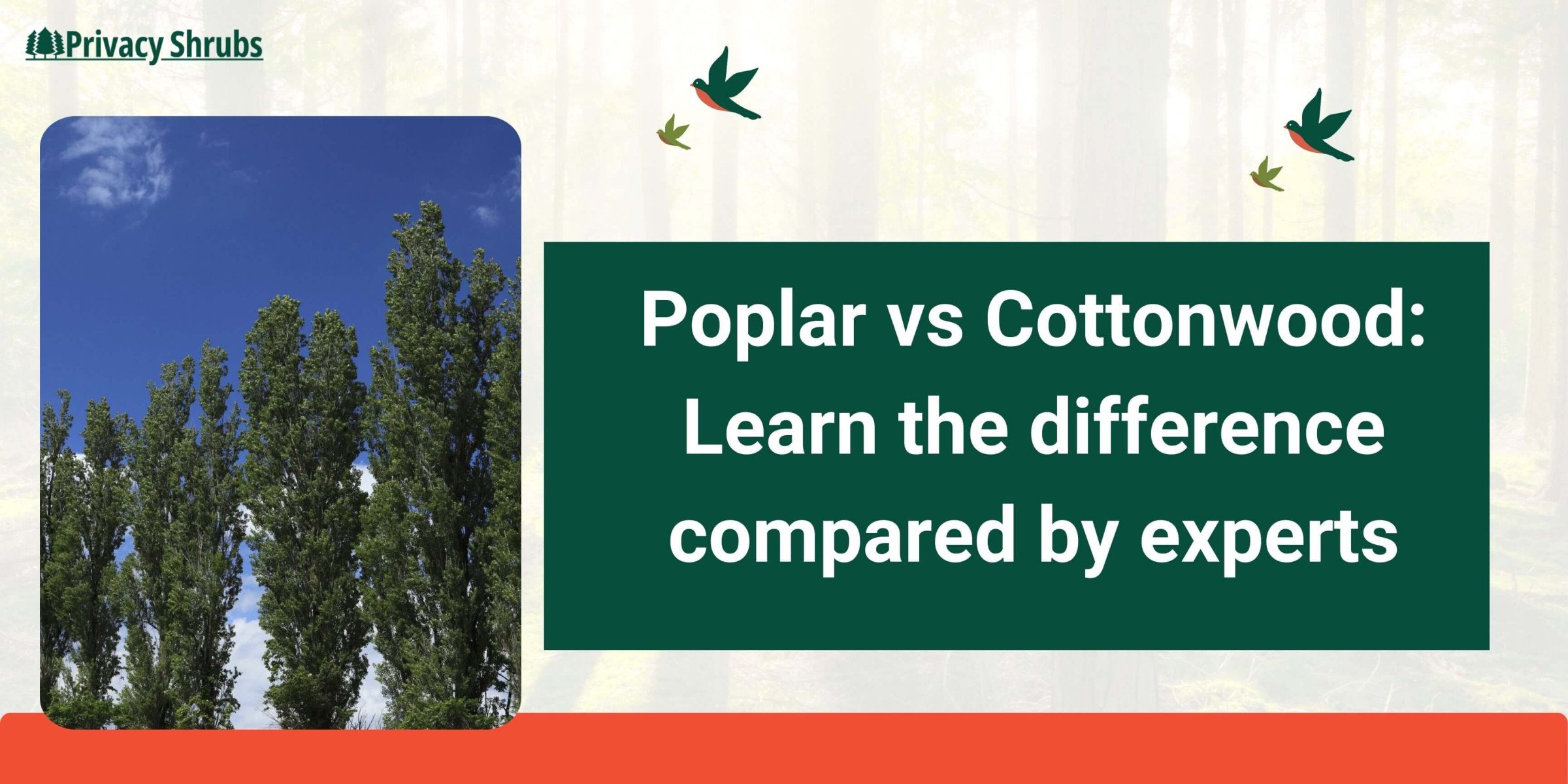 Poplar vs Cottonwood: Learn the difference — PrivacyShrubs.com