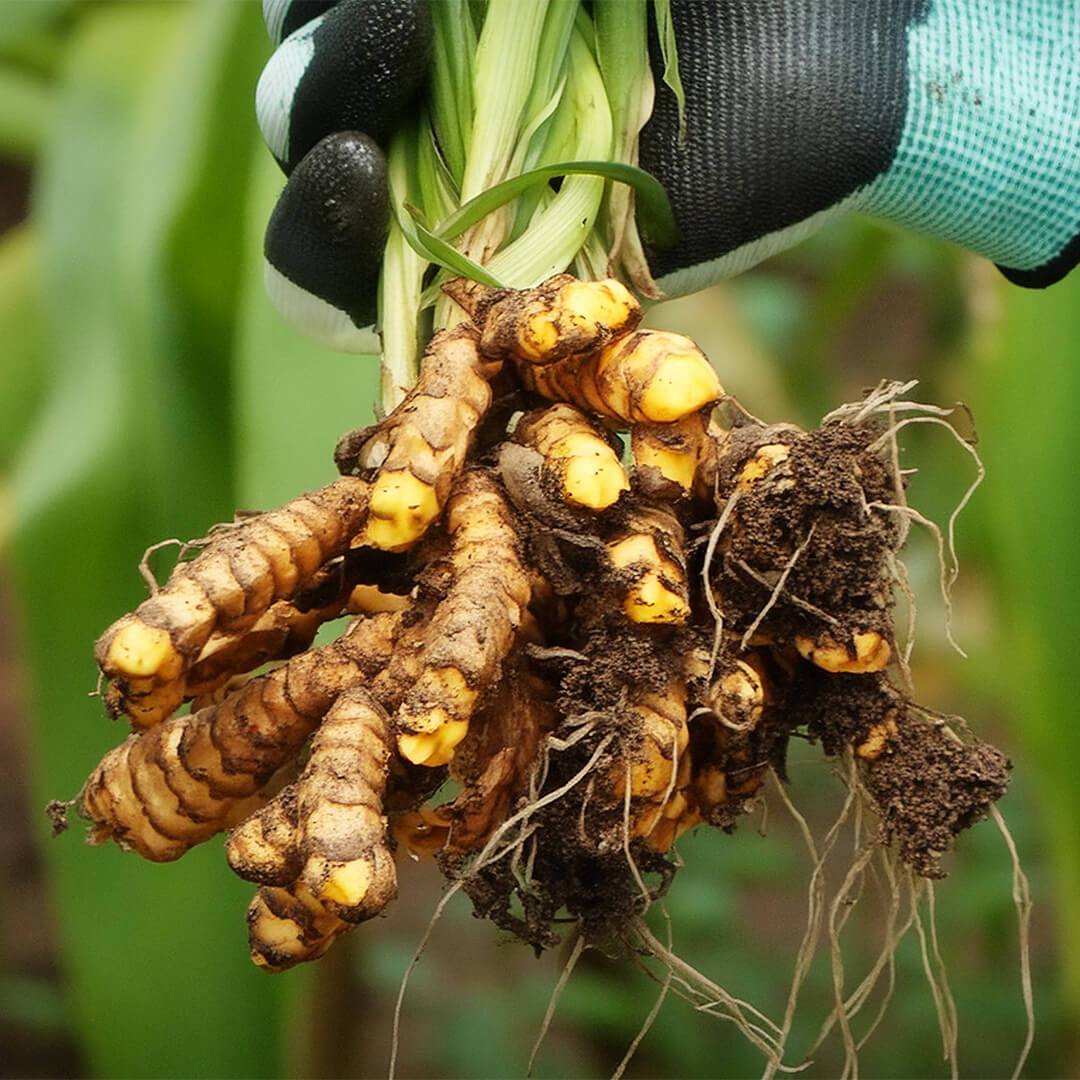 The Gold Standard in Turmeric Supplementation