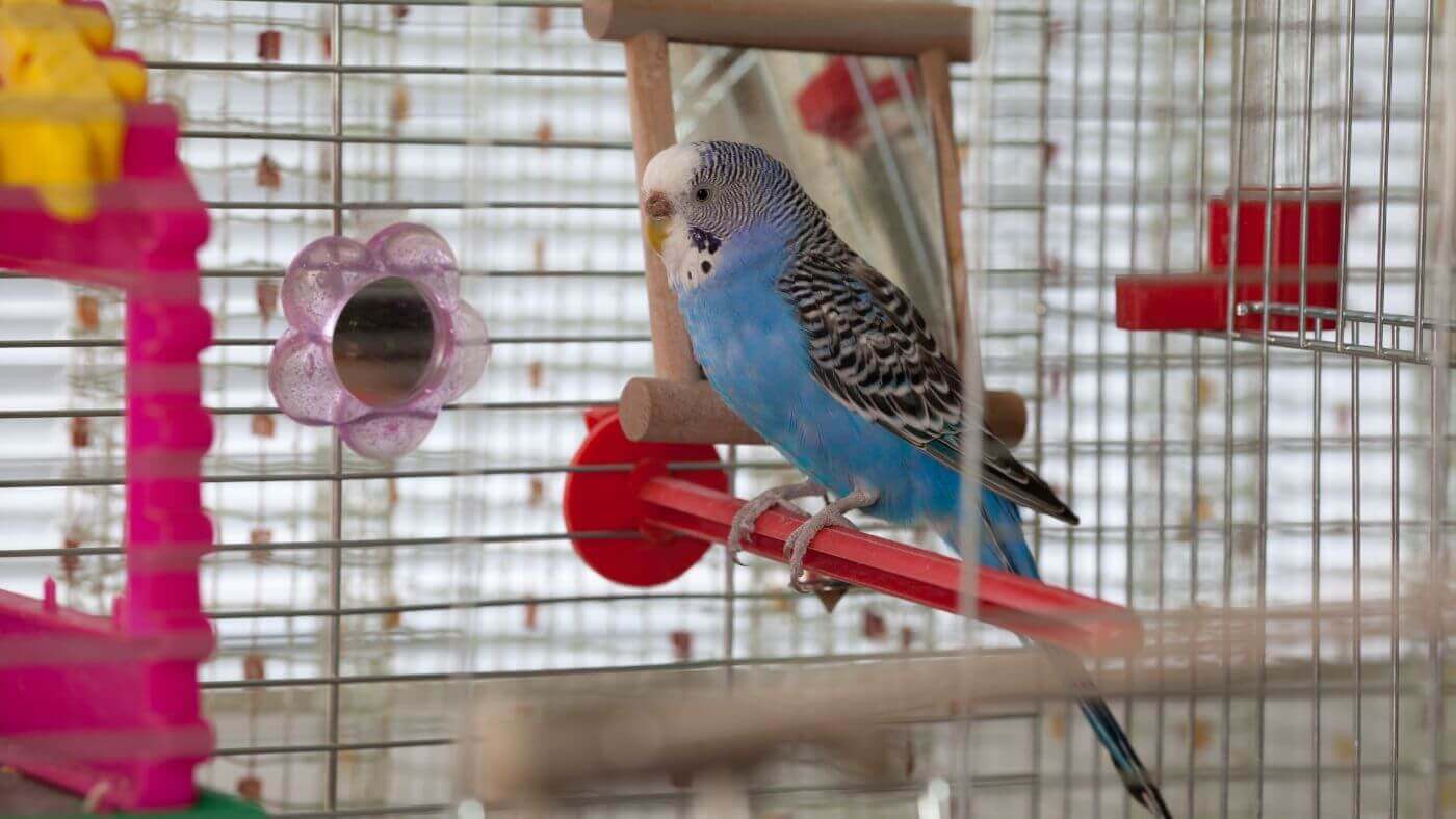 Budgerigar (Budgie) — The Little Social Butterfly