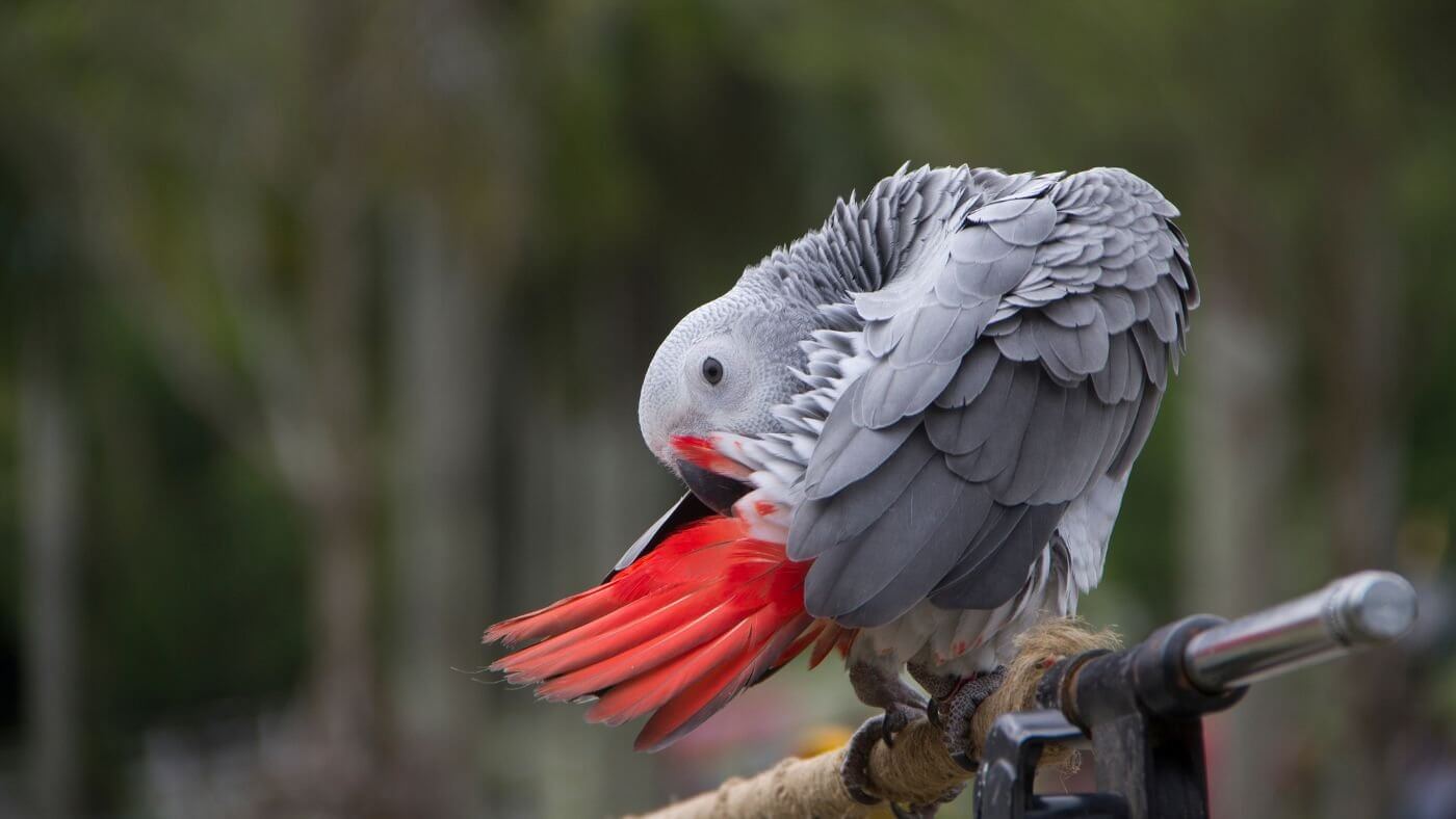 African Greys as Pets