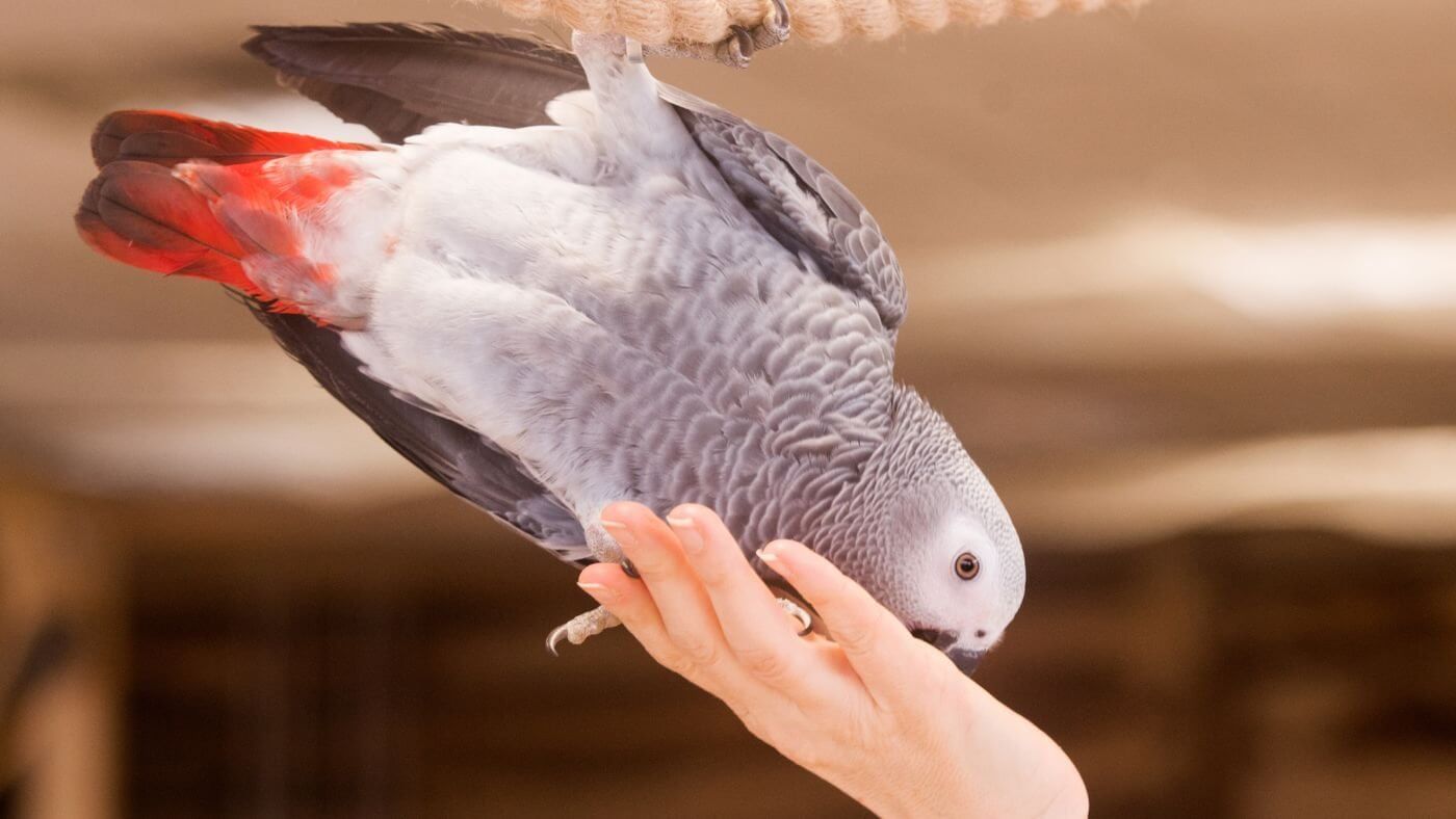 Feeding an African Gray Parrot
