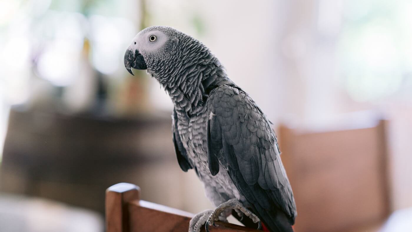 Pet Parrot African Grey