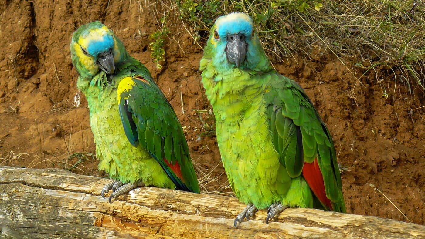 BlueFronted Amazon Profile & Care Guide