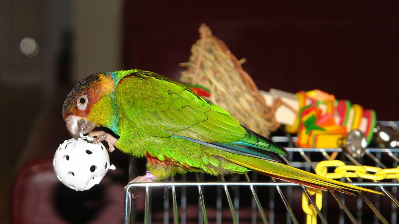 Blue-Throated Conure Playing with Wiffle Ball