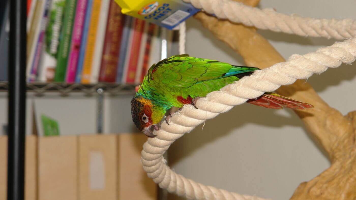 Blue-Throated Conure Bouncy Swing