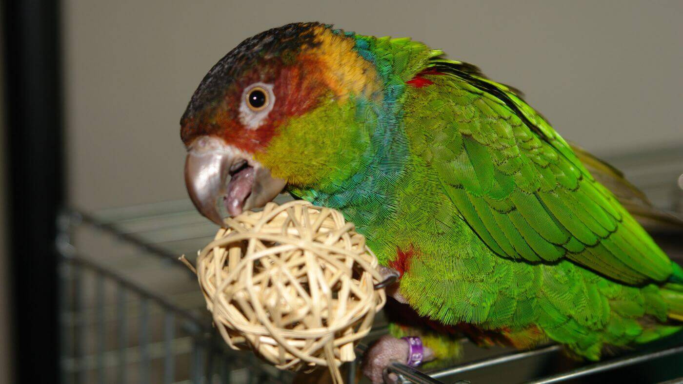 Blue-Throated Conure Playing with Vine Ball