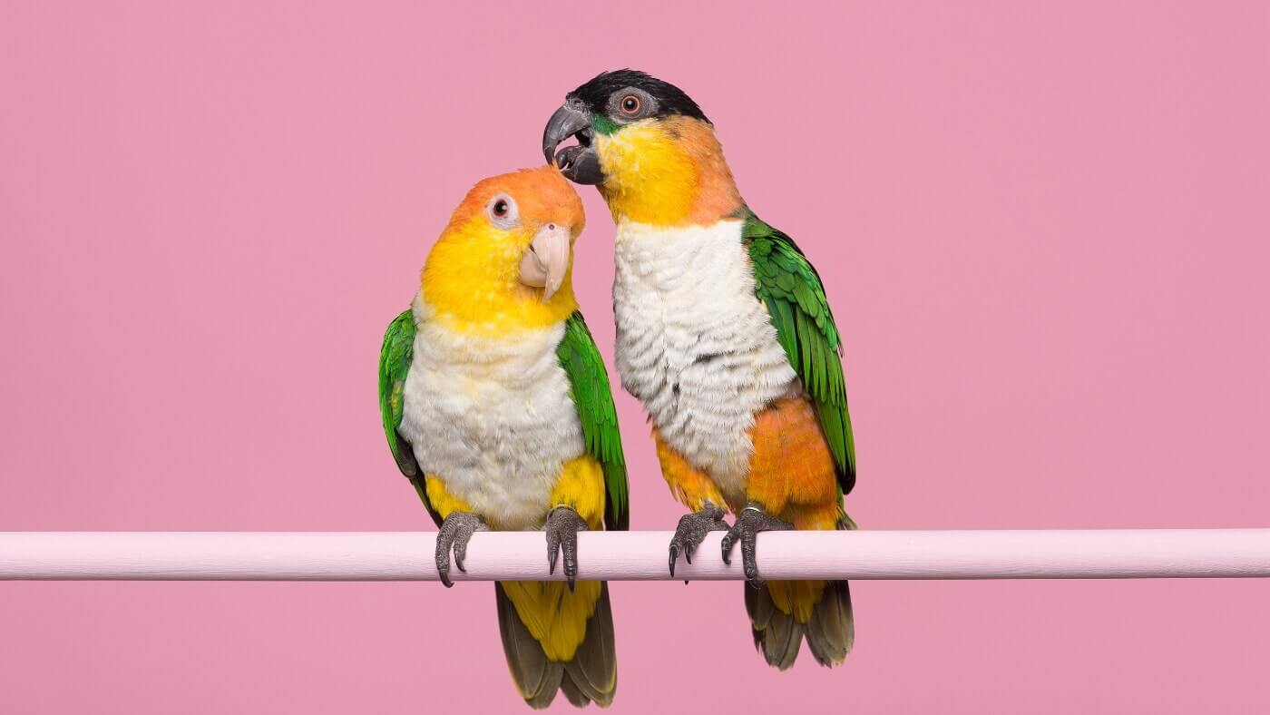 Caique Parrots as Pets