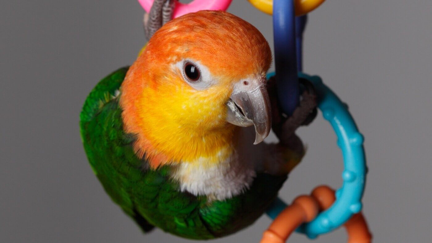 Playful Caique Parrot Playground