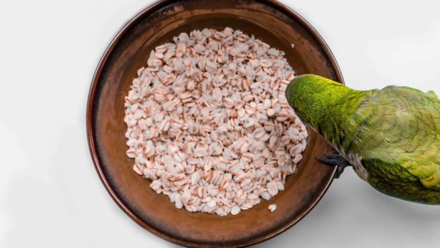 Can Parrots Eat Oats? - Everything you need to know