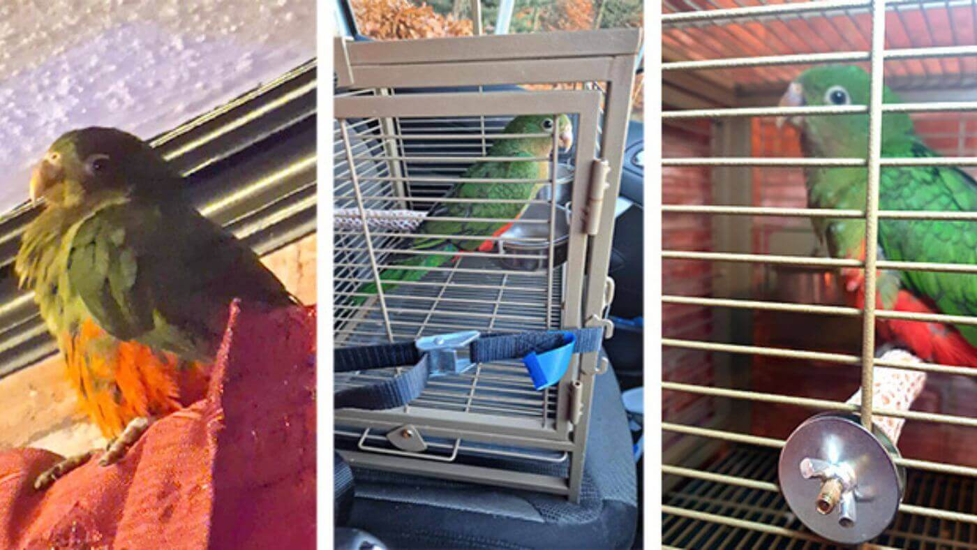 Bobby the Australian King Parrot