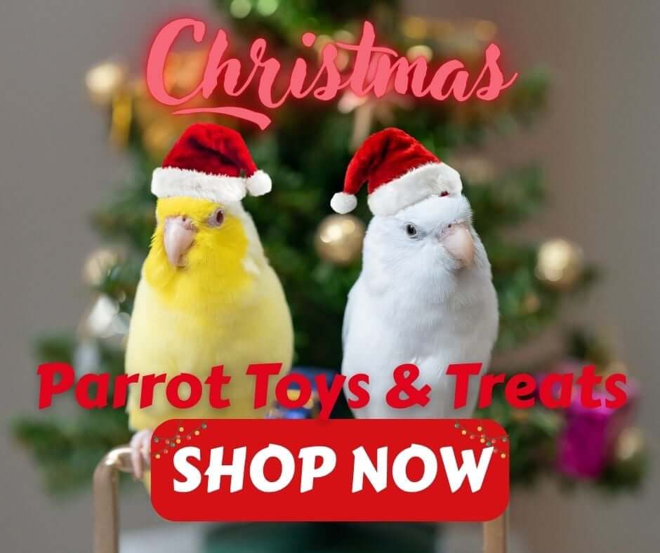 Christmas Parrot Toys & Treats