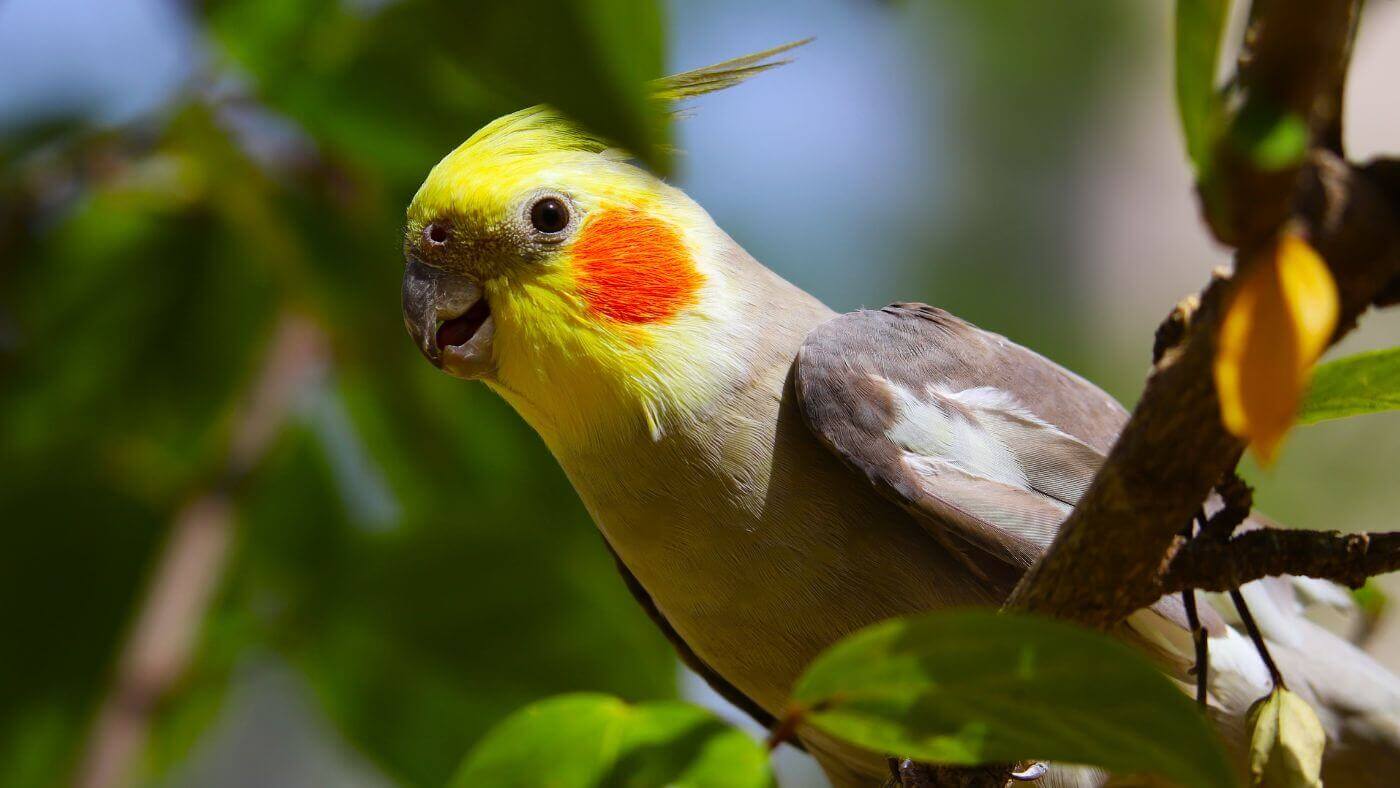 Cockatiel