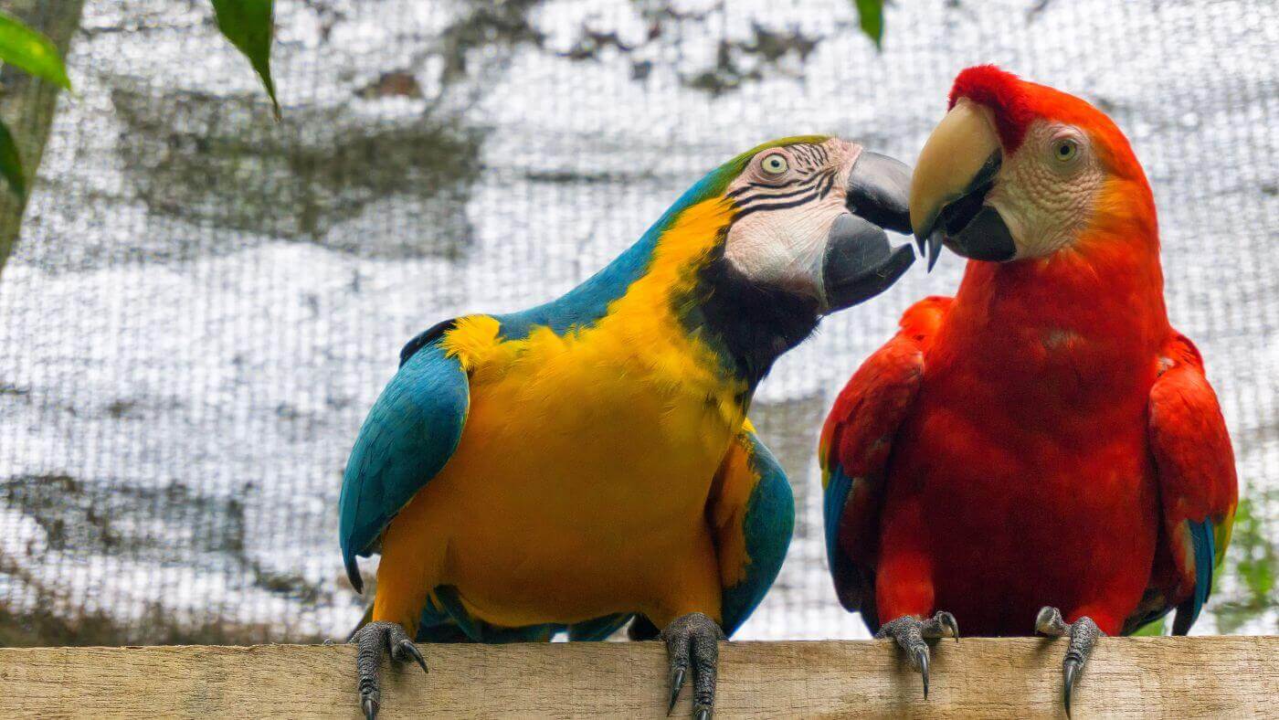 Macaws