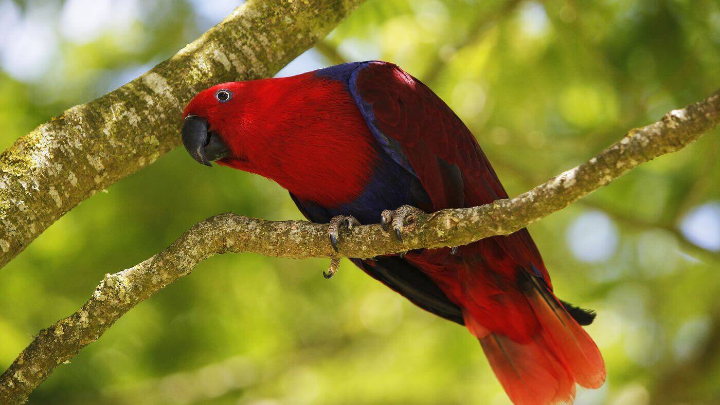 Female Eclectus Parrot