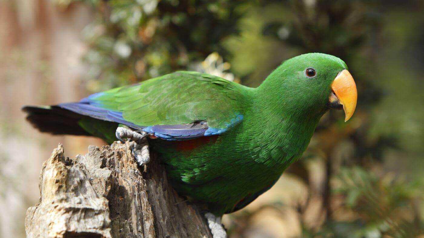 Male Eclectus Parrot