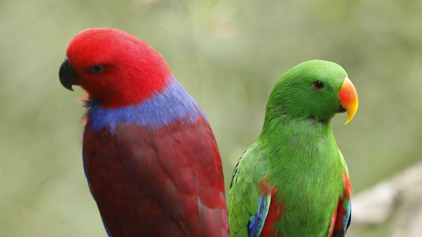 Male and Female Eclectus Parrots