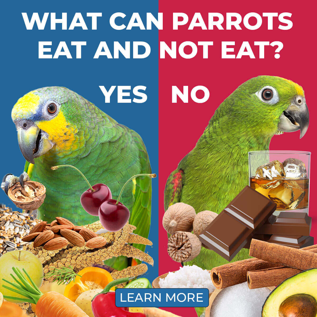 What Can Parrots Eat: A Complete Guide to Safe Foods