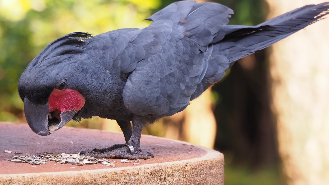 Black Palm Cockatoo Eating Seeds