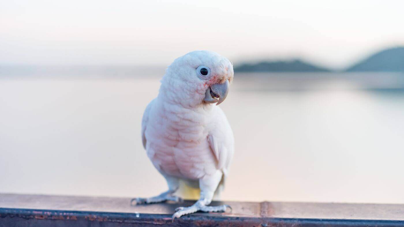 Goffin s Cockatoo Profile Care Guide