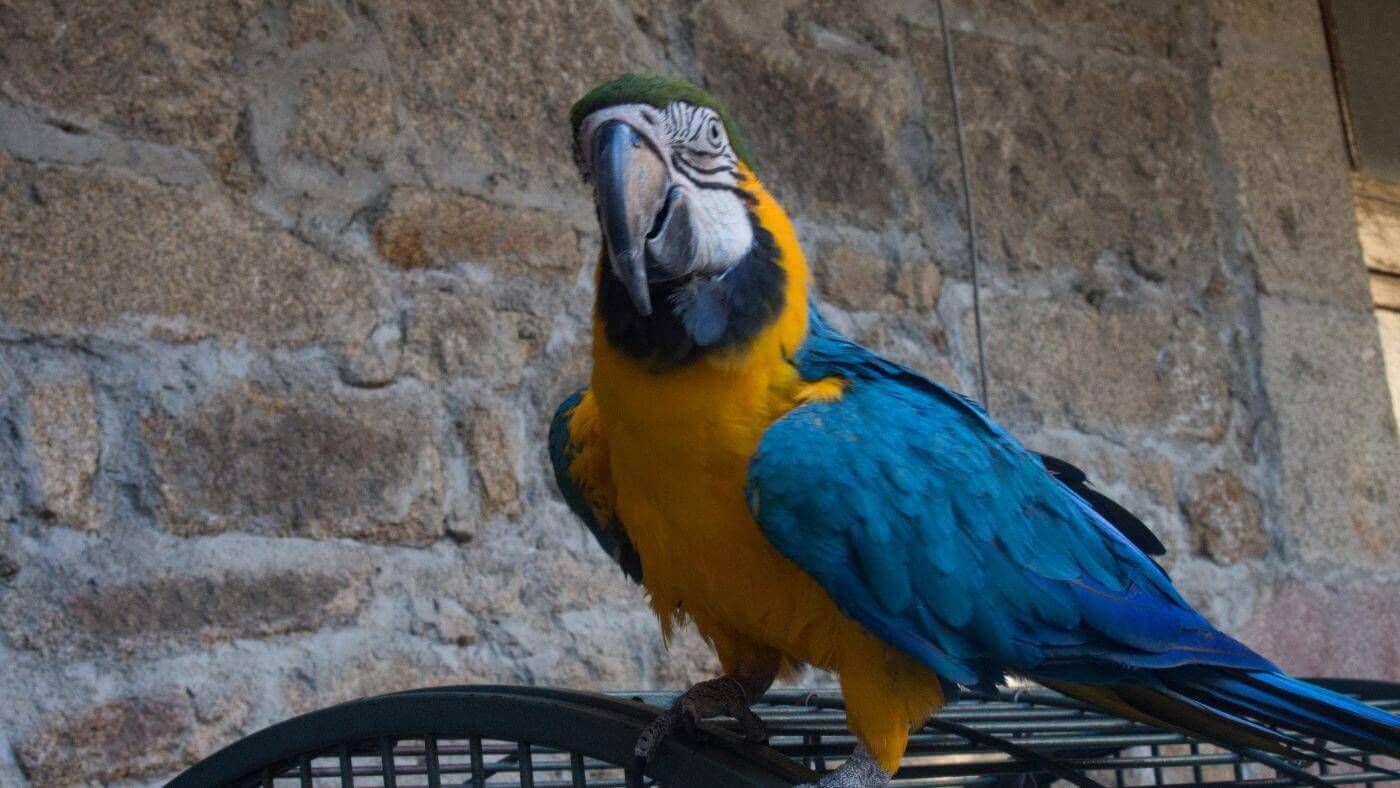 Macaw Outside of the Cage