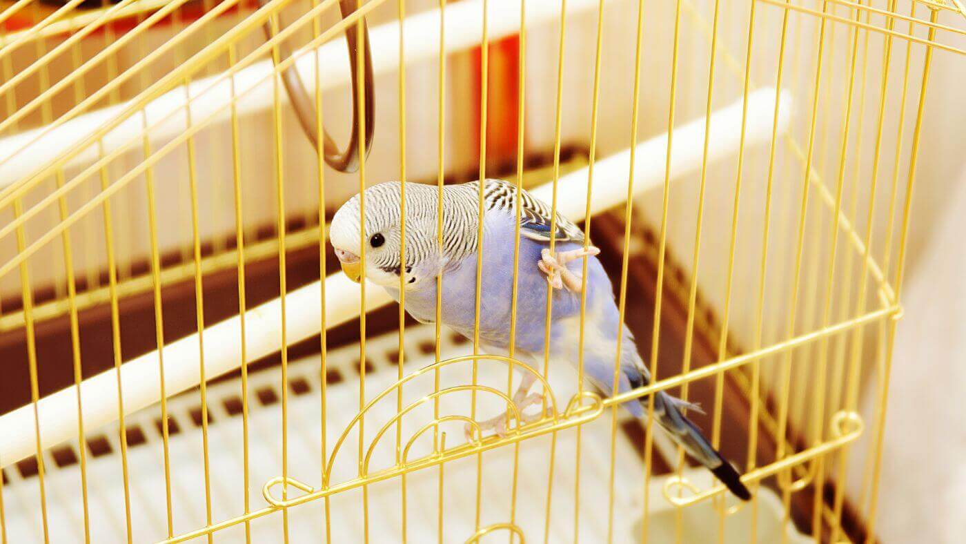 Budgie in Cage