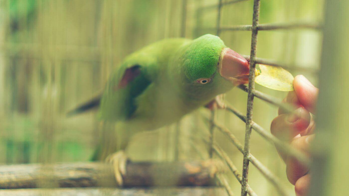 Alexandrine Parrot in Cage
