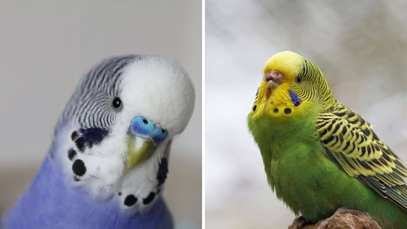 Male and Female Adult Budgies