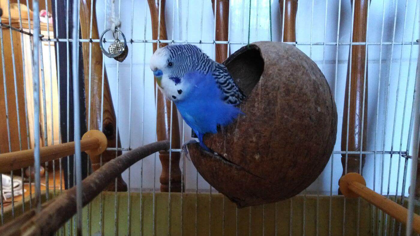 Pet Budgie in Coconut