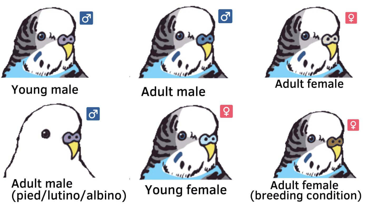 Male and Female Budgies