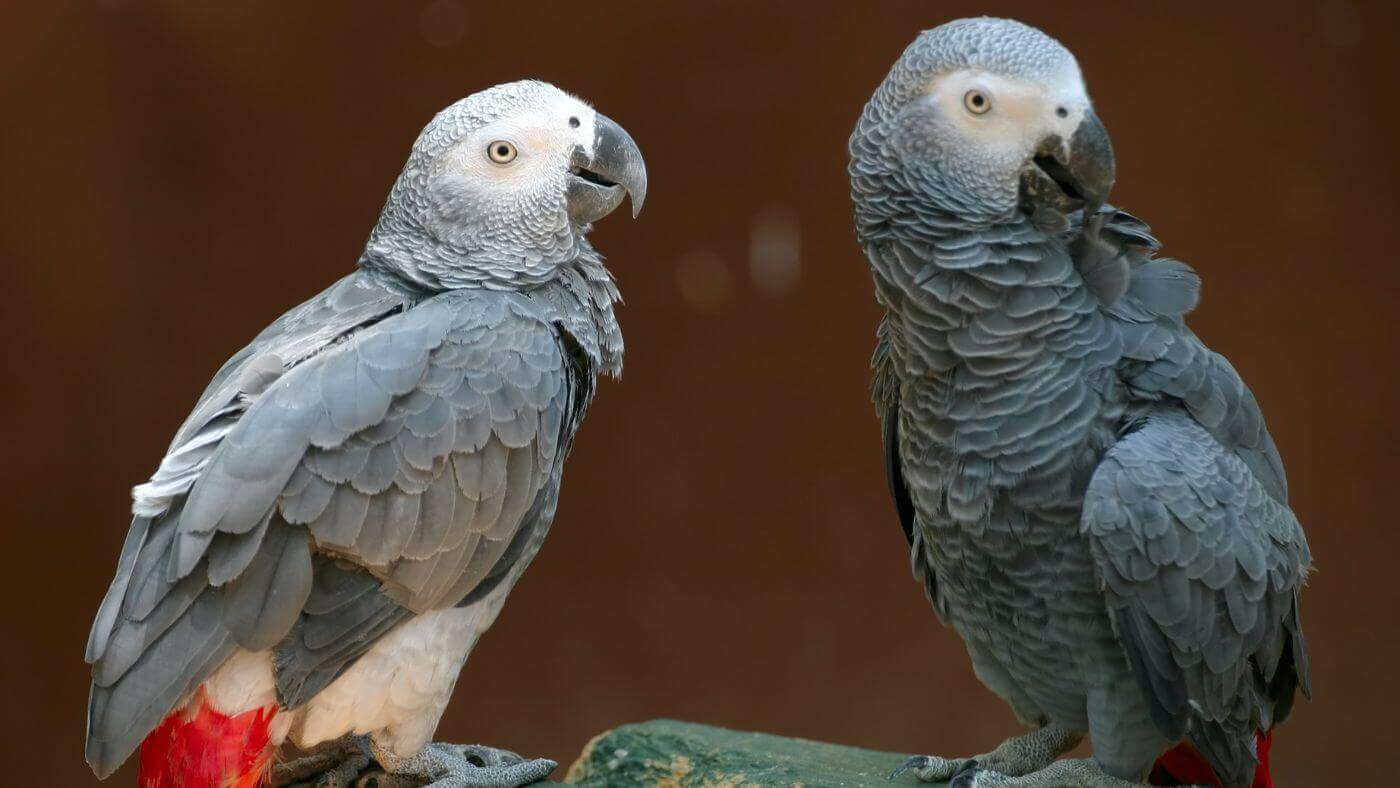 Couple of African Grey Parrots