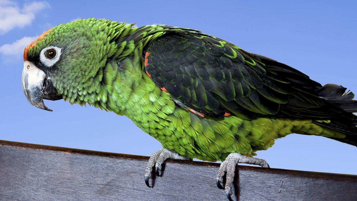 Jardine's Parrot
