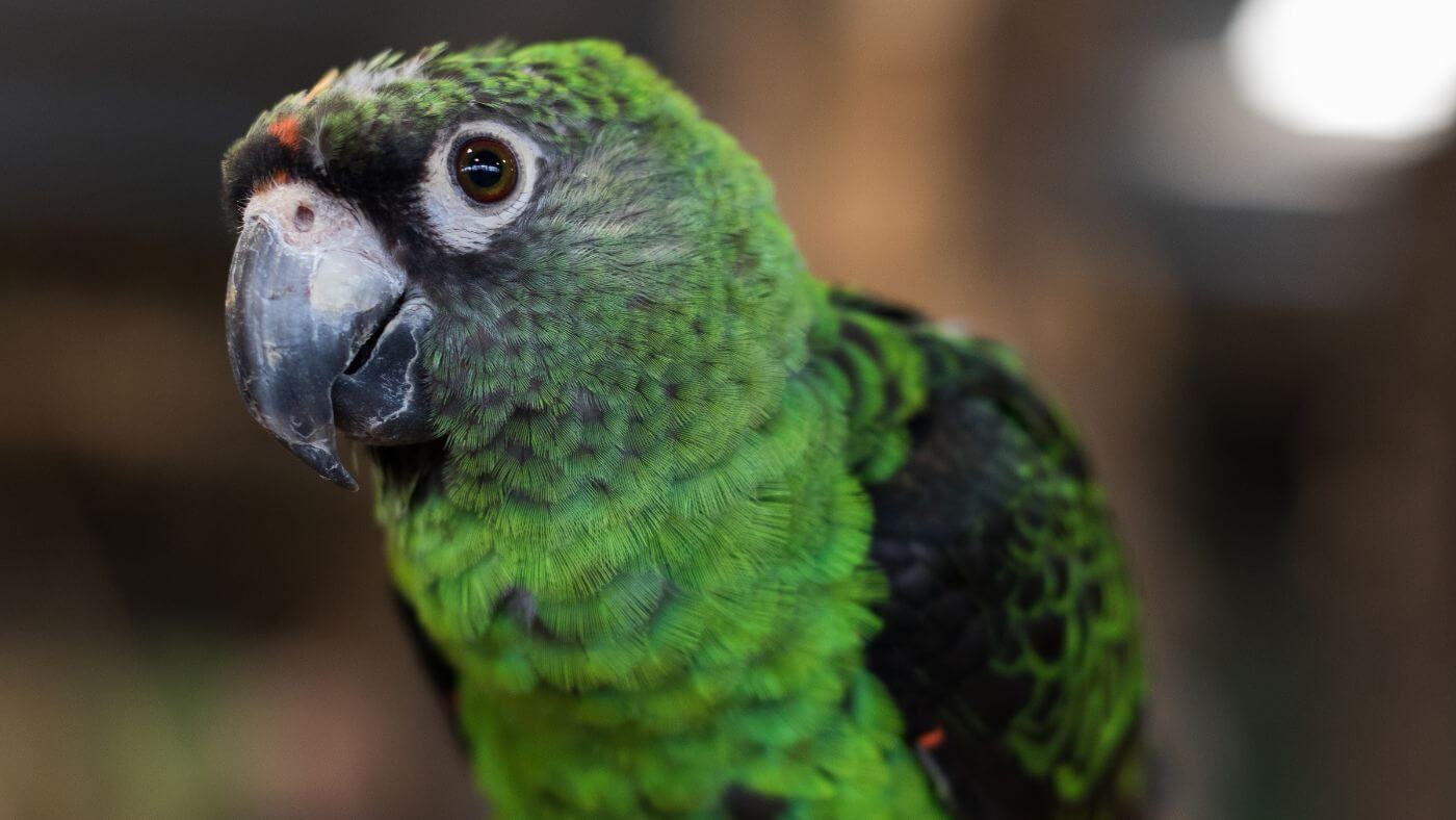 Jardine's Parrot