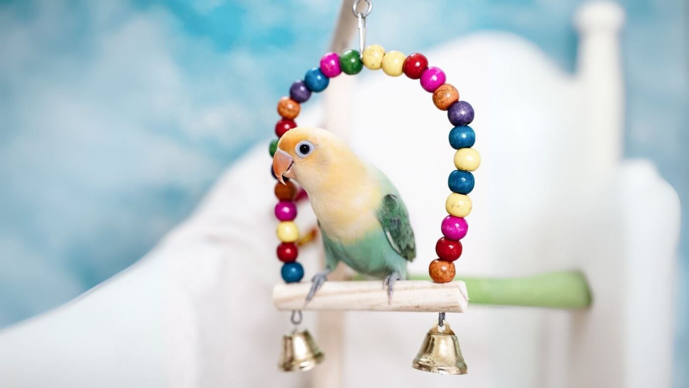 Lovebird Swing