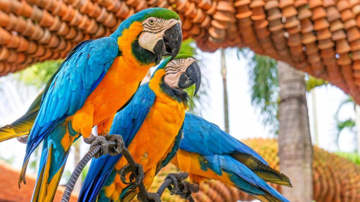 Blue and Gold Macaws