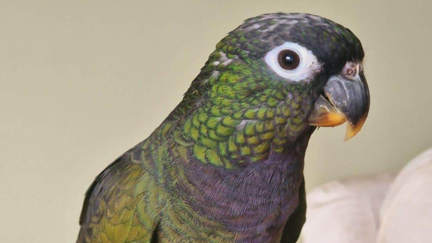 Maximilian Pionus Pet