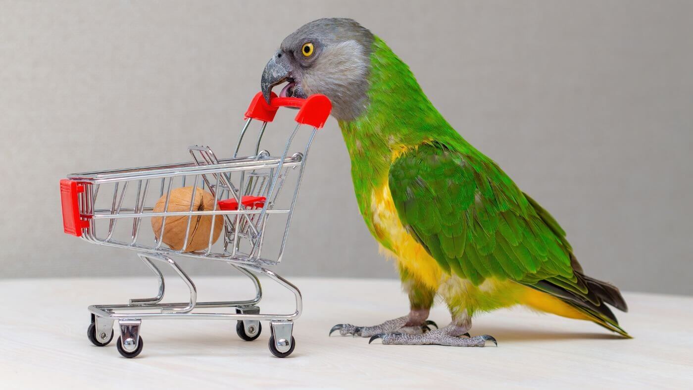 Senegal Parrot Playing with Shopping Cart Toy