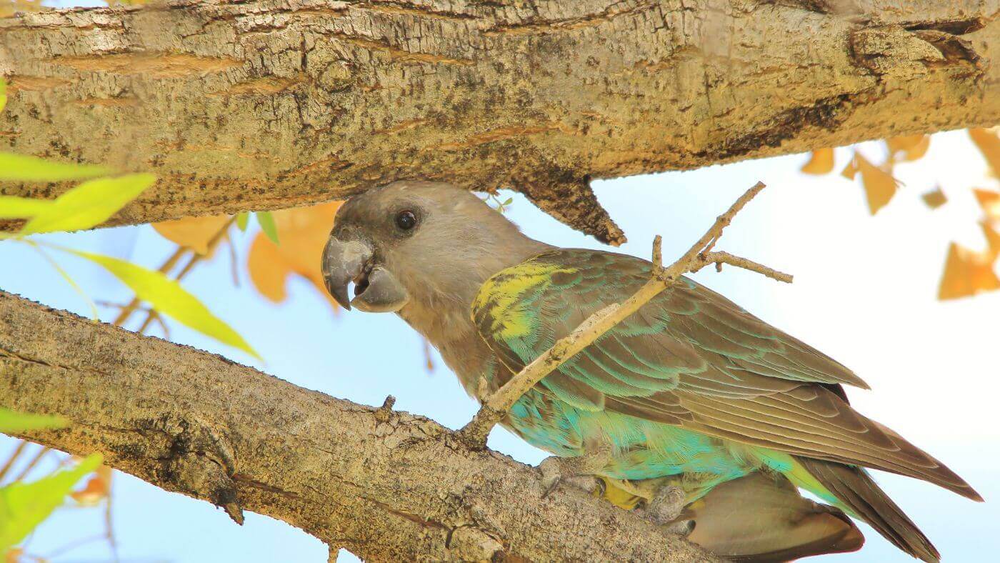 Meyer's parrot